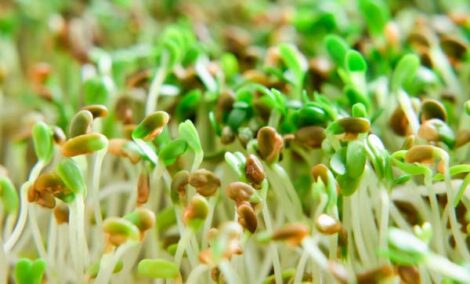 How to Grow Sprouts Image